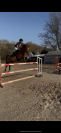 Poney de sport