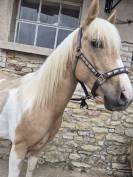 Nash top bonanza - Paint horse