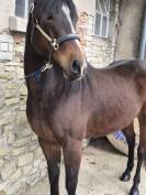 Mistral lucky - Paint horse