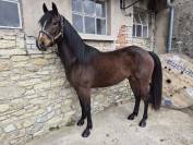 Mistral lucky - Paint horse