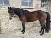 Mistral lucky - Paint horse