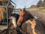 ? &Agrave; VENDRE &ndash; PONEY D D&rsquo;AVENIR ?