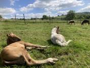 Poulains chevaux & poneys Shetland &ndash; d&eacute;part accompagn&eacute;