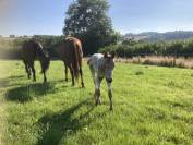 Poulains chevaux & poneys Shetland &ndash; d&eacute;part accompagn&eacute;