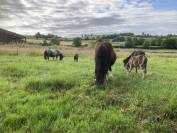 Poulains chevaux & poneys Shetland &ndash; d&eacute;part accompagn&eacute;