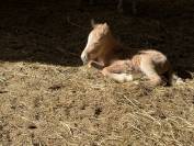 Qahwa &ndash; un poulain qui ne passe pas inaper&ccedil;u