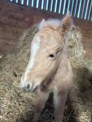 Qahwa &ndash; un poulain qui ne passe pas inaper&ccedil;u