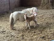 Qahwa &ndash; un poulain qui ne passe pas inaper&ccedil;u