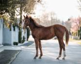 Petite fille de ComilfoPlus Z 