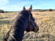Parfait cheval de loisirs