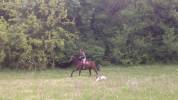 Parfait cheval de loisirs