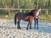 Poney Pottok livretA taille C