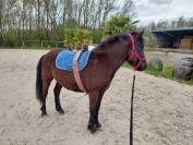 Poney Pottok livretA taille C