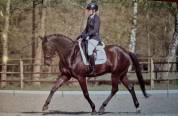 Brave dressuurruin van All at Once met wedstrijdervarin