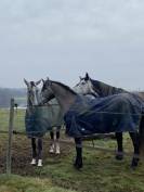 Poney Connemara pleins papiers 1M56