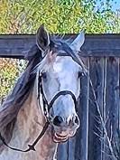 Ruin Lusitano Te koop 2015 Wit ,  CANTOR JME PT