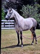 Ruin Lusitano Te koop 2015 Wit ,  CANTOR JME PT