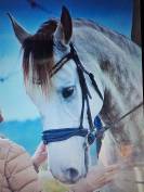 Ruin Lusitano Te koop 2015 Wit ,  CANTOR JME PT