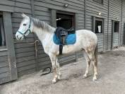 Cheval &agrave; vendre - Alfi, cheval au grand c&oelig;ur