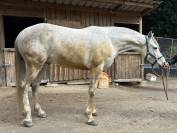 Cheval &agrave; vendre - Alfi, cheval au grand c&oelig;ur