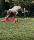 Magnifique poney D Curly pie