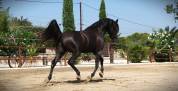 Pur Sang Arabe Noir 5 ans &ndash; Rare et Exceptionnel