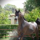 Pur Sang Arabe Noir 5 ans &ndash; Rare et Exceptionnel