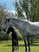 Poulini&egrave;re lusitanienne 