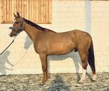 Magnifique hongre de 5 ans 