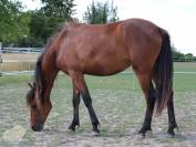 Pouliche Poney Fran&ccedil;ais de Selle PFS Bai de 2 ans