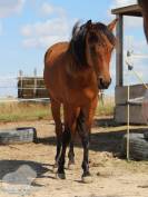 Pouliche Poney Fran&ccedil;ais de Selle PFS Bai de 2 ans