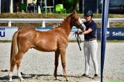 M&acirc;le Welsh Pony