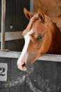 M&acirc;le Welsh Pony