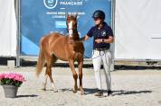 M&acirc;le Welsh Pony