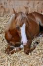M&acirc;le Welsh Pony