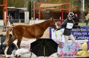 M&acirc;le Welsh Pony