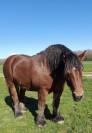 Chevaux comtois Hongre 10 ans et Jument 11 ans