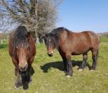 Chevaux comtois Hongre 10 ans et Jument 11 ans