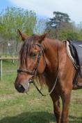 Entire PRE Pure Spanish Bred For sale 2021 Chesnut