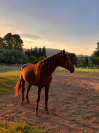 Intero PRE Andaluso In vendita 2021 Sauro ,  Maximo Onix (Palomino &mdash; 2017)