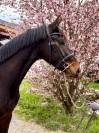 Gelding KWPN Dutch Warmblood For sale 2023 Dark Bay