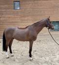 Hongre - BWP - 13 ans 