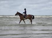 Hongre - BWP - 13 ans 