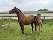 Jument/poulini&egrave;re apaloosa OC