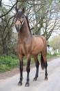 Fiador Salvatella II - Entier - PRE 4 ans - 1m72 -  