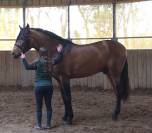 Fiador Salvatella II - Entier - PRE 4 ans - 1m72 -  