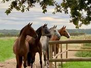 &Eacute;curies de l&rsquo;Arceau &mdash; &Eacute;curies actives & Paddock Paradis