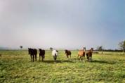 &Eacute;curies de l&rsquo;Arceau &mdash; &Eacute;curies actives & Paddock Paradis
