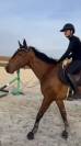 Cheval de sport 5 ans Hongre