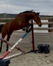 Cheval de sport 5 ans Hongre